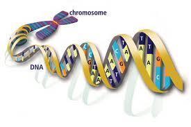 How can all of this DNA fit inside a cell? The structure of the chromosome allows the DNA to be packed very tightly inside the cell.