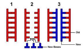 Replicating the DNA Replication: The process by which a cell copies or duplicates its DNA. During DNA replication.