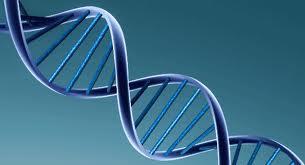 Genes must be capable of three critical things: 1. Genes must carry information from one generation to the next. 2.