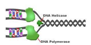 DNA Polymerase DNA polymerase is the principle enzyme involved in DNA replication. These enzymes add the new nucleotides to the existing chain.
