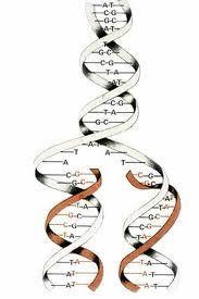 Proofreading the DNA As DNA polymerase adds nucleotides to the growing DNA strand, there is an error rate of about 1 in 100,000 base pairs. DNA polymerases proofread as nucleotides are added.