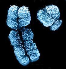 Chemical analysis shows that a chromosome is composed of: half nucleic