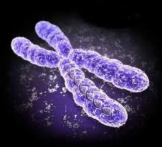 It was originally thought that the protein portion of the chromosome