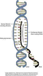 The RNA molecule is a faithful copy of a gene s protein building instructions. This type of RNA is called messenger RNA (mrna). 5.