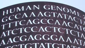 The Genetic Code Proteins are made by joining together long: chains of amino acids. The genetic code is read three nitrogen bases at a time. Each group of three nitrogen bases is called a.