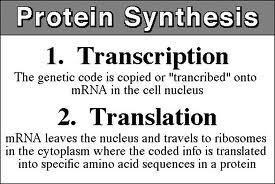 Transcription Translation Steps in protein synthesis: 1. In the nucleus, DNA transcribes RNA. 2.