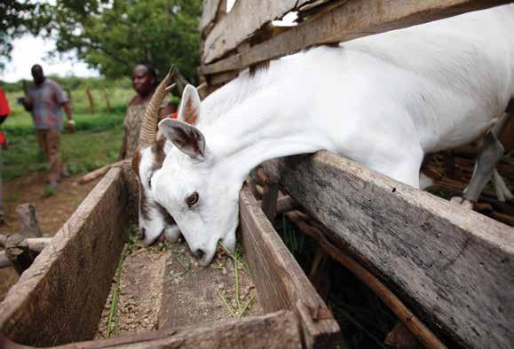 Livestock in Global Development Scenarios ILRI, Kenya, Fulani