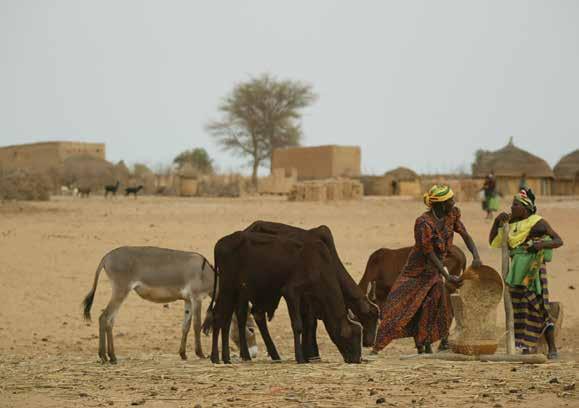 Sub-Saharan Africa 5 ILRI, Niger, Stevie Mann Policy and Research Implications All scenarios show major changes in African livestock production systems ownership and management, production,