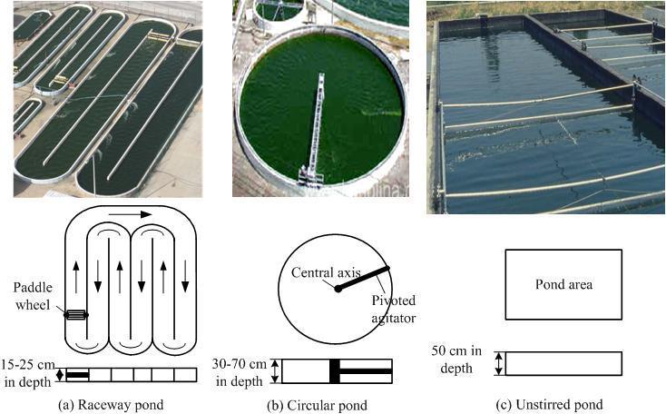 Present Algae Cultivation Systems -Open