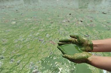 during their rapid growth, thus causing organisms in the water to suffocate Algae can also