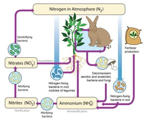 Forms of Nitrogen Nitrogen gas (N2) Ammonia
