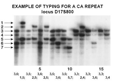 Microsatellites may be highly polymorphic The figure below shows a number of subjects typed with a typical (CA)/(TG) marker (D17S800). Seven different alleles are recognizable.