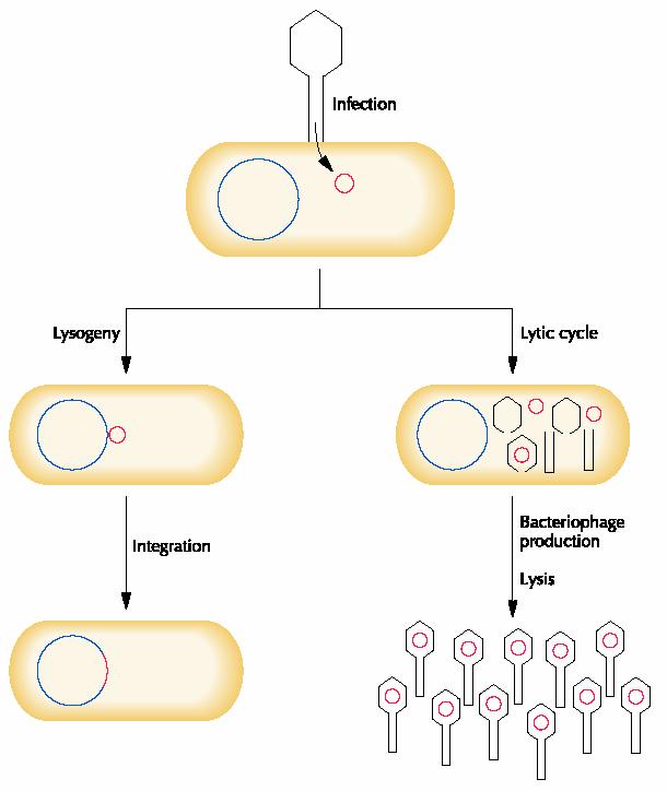 Bacteriophage Lambda Life Cycle Lysogenic phage Lysogeny vs.