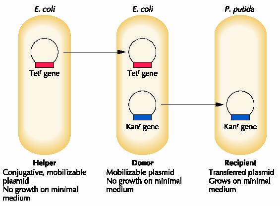 Tripartite Mating P. putida difficult to transform Transform mobilizable recombinant plasmid into E.coli Make culture with P.
