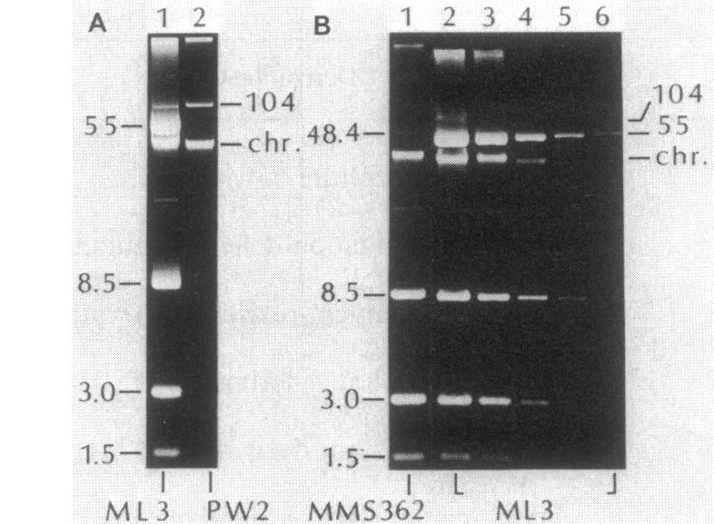 Two additional plasmids having sizes of approximately 104 and 48 kb were identified in S. lactis ML3 (Fig. 2). The 104-kb plasmid appeared to be present at approximately 0.