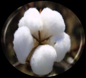 ASSESSMENT OF EACH COTTON BY- PRODUCT AND ITS MARKET Seed cotton