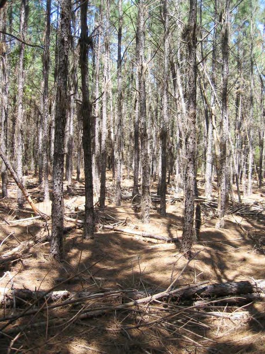 Overstocking Limits Survival, Growth and Fertilizer Response With loblolly pine, reductions in