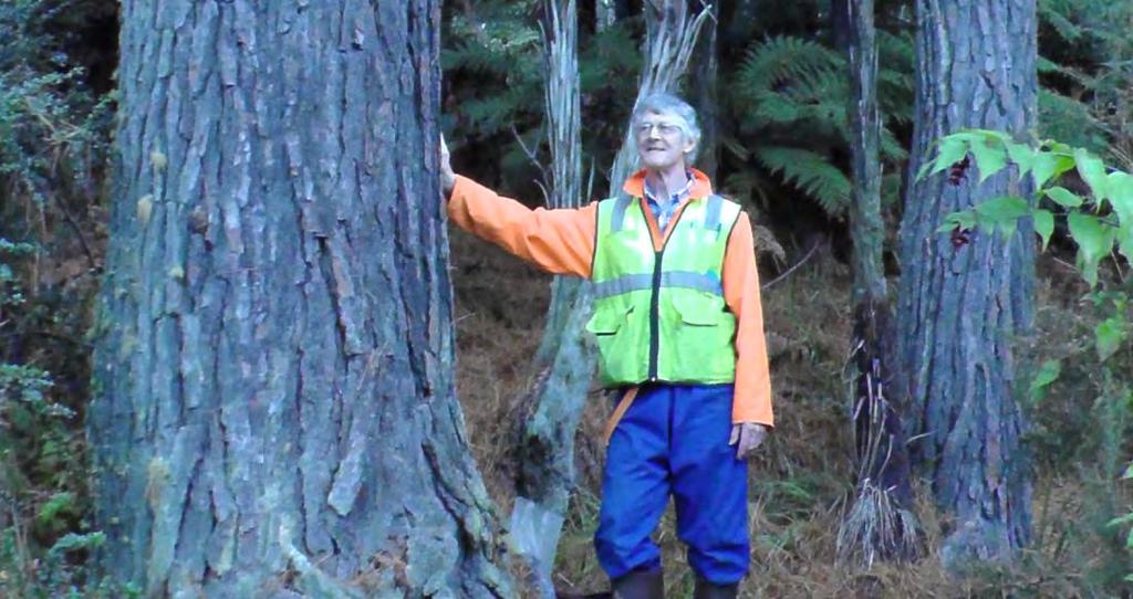 Loblolly Pine in NZ 99 yr old stand 73 TPA (180 TPHA) 370 ft 2 /ac (85 m 2 /ha) Dq = 30.