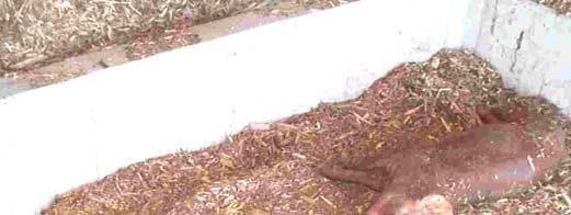 Composting Procedures Use PLENTY of envelope material