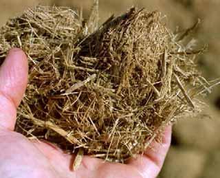 Bagasse Production Co-product of raw sugar manufacturing Biofuel used as boiler fuel Produce 400 to 500,000 tons