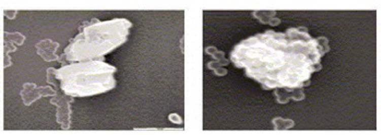Figure 2. Left picture shows a SEM micrograph (50K magnification) of calcium carbonate dispersed in a conventional acrylic latex polymer.