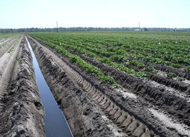 What can we do to improve water use efficiency of irrigation systems in Florida?
