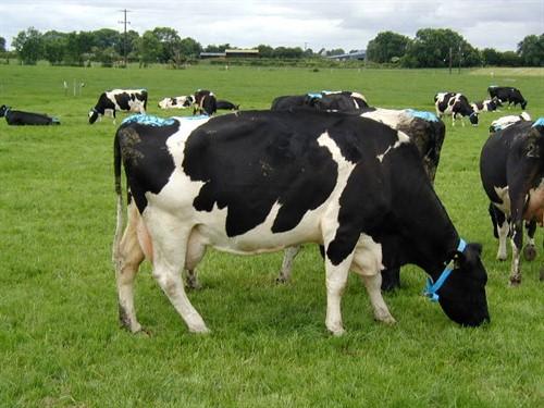 Managing Heat Stress in Dairy Cows Ian Ohnstad, The Dairy Group Summary UK dairy producers are aware of the challenges faced by milk producers in the Middle East and North America, where mid day