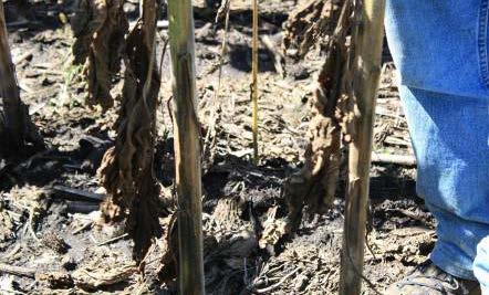 ripening and lodging Sclerotinia sclerotiorum can cause