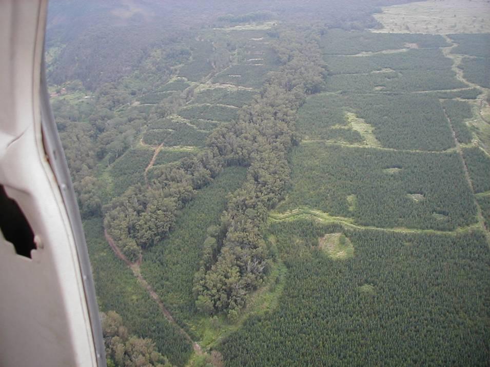 Figure 3. Wood Valley helicopter over-flights conducted May 14 and June 20, 2003. Figure 4. Overview of Wood Valley Eucalyptus plantations, looking north from ~300m above ground level.