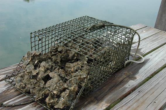 Restore resilience to oyster populations