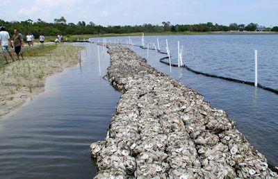 time. Restore a diversity of oyster reef