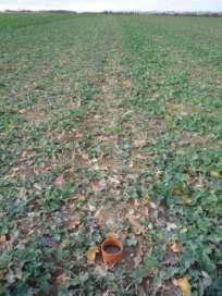 Effects of compaction on water infiltration - Cambs 10 mm.