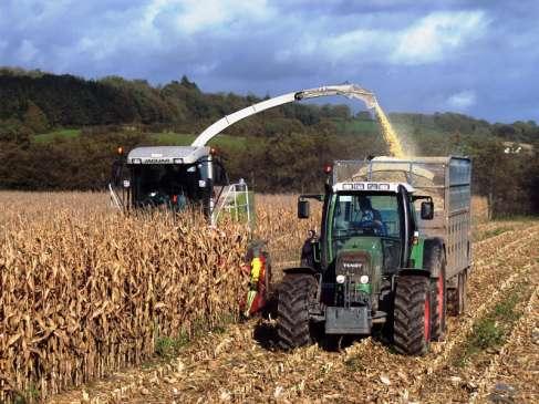 Harvesting maize can be
