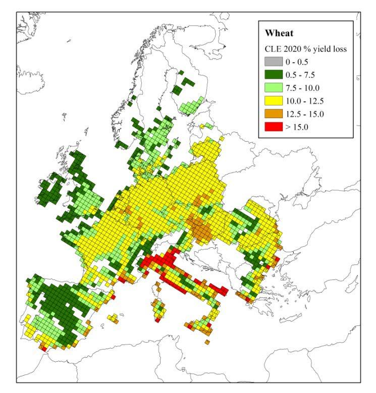 Potential O 3 impacts in Europe: wheat yield 2005 Current legislation, 2020 Current legislation, 2030 10.7% loss 8.8% loss 8.