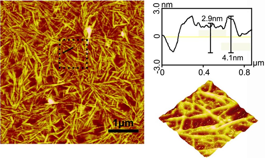 5. Atomic force microscope (AFM) analysis of protein nanowires at a relative high protein concentration When the concentrations of fusion protein FGG-recoverin-GST and CB[8] increased to 5μM and 2.
