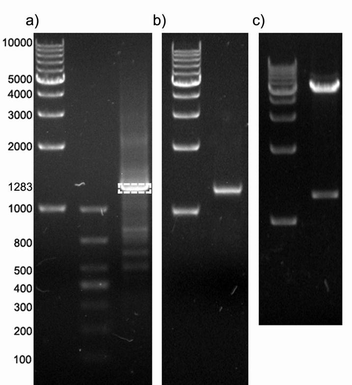 1.2 Agarose gel electrophoresis (AGE) analysis of recombinant plasmid of FGG-recoverin-GST (pet-22b) Figure S3. Agarose gel electrophoresis analysis. a) PCR products of FGGrecoverin-GST.