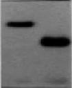After SDS-PAGE, samples were analyzed by Western blot and by immunorevelation with anti-nuc antibodies.