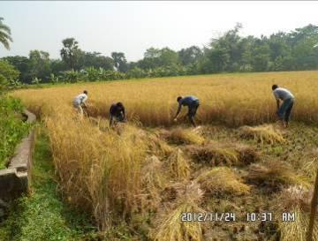 1. Introduction 1.1. Current Status for Agriculture in Bangladesh Rice in Bangladesh is an important cereal crop for national food security, and