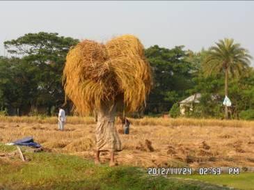 During 1985, the postharvest loss of rice in Bangladesh was estimated as 13.