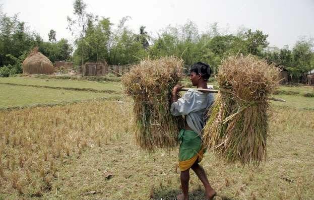 The manual rice harvesting (cutting to winnowing) caused an average loss of about 4.44% [3].