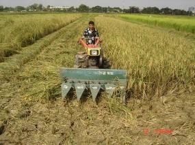 Labor shortage during peak harvesting period compelled the farmers to switch from traditional to mechanized cultivation.