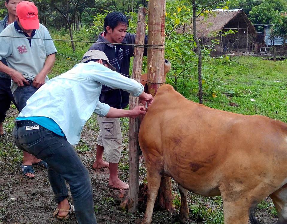 Village Livelihood Development in Houaphan Introduction Improving veterinary practices The main threats to forest areas in Houaphan Province, including the Nam Xam National Protected Area (NPA), are