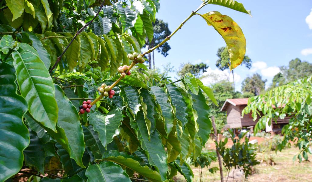 To improve coffee quality and therefore prices received by the farmers, the USAID LEAF project supported the purchase of a coffee dehusking machine for the two villages.