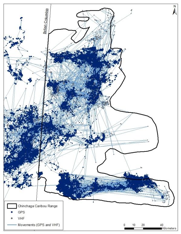 Figure 21 Locations from radio-collared caribou from the Chinchaga population.