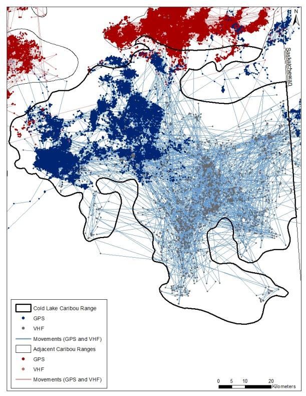Figure 27 Locations from radio-collared caribou from Cold Lake and adjacent caribou populations.