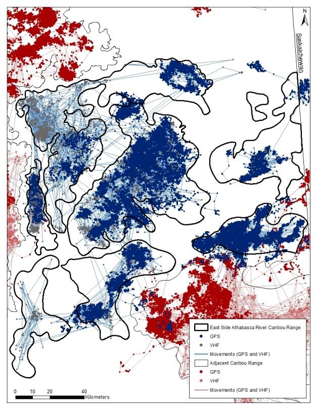 Figure 33 Locations from radio-collared caribou from the ESAR and adjacent caribou populations.
