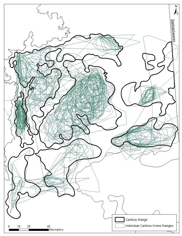 Lines indicate caribou movements between individual location points.
