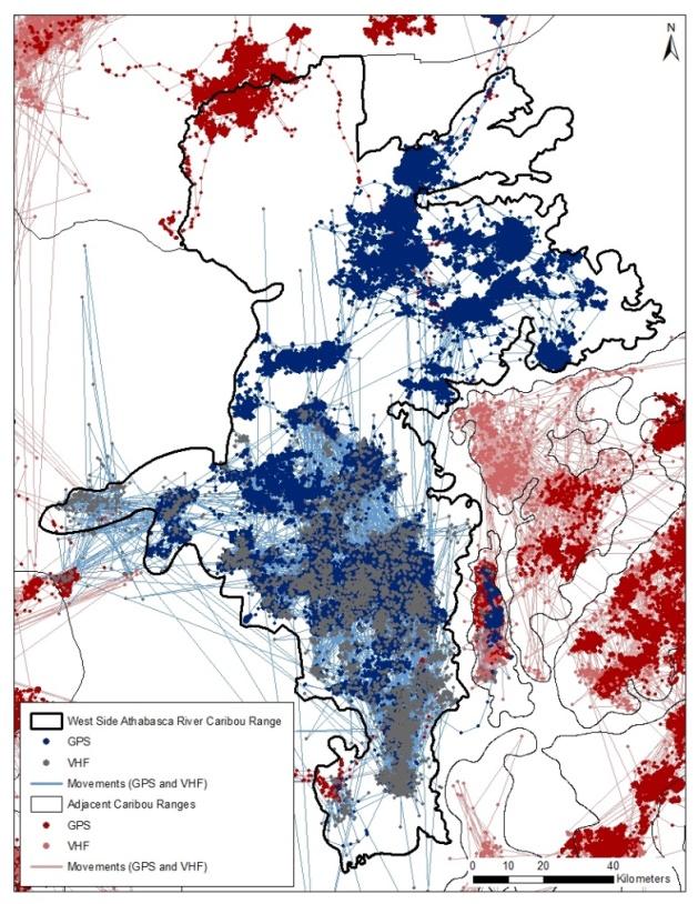 Figure 81 Locations from radio-collared caribou from the WSAR and adjacent caribou ranges.