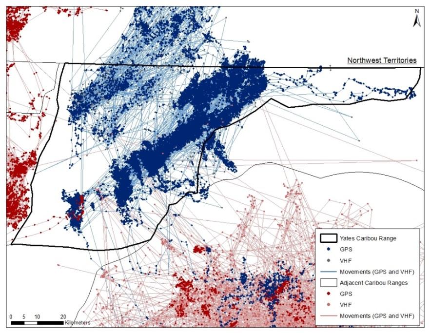 Figure 87 Locations from radio-collared caribou from the Yates caribou and adjacent caribou populations.