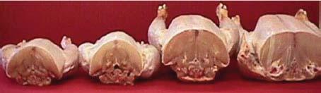 Figure 7 Carcasses of 1957 and 2001 of an unselected and a selected line of poultry fed with the same food [75] continue having success [72].